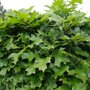 Quercus palustris 'Green Dwarf'